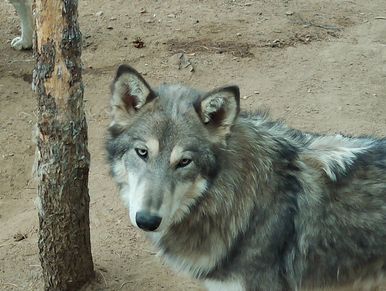 Gray wolf near a tree.