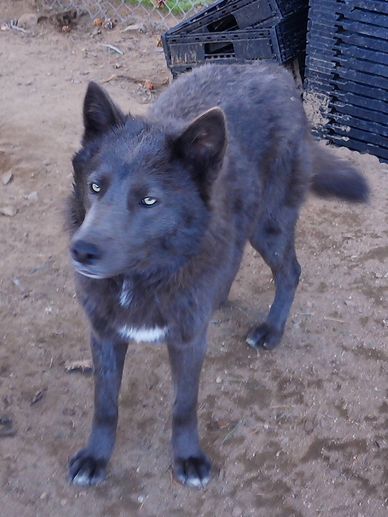 Gray wolf with light eyes standing on dirt.