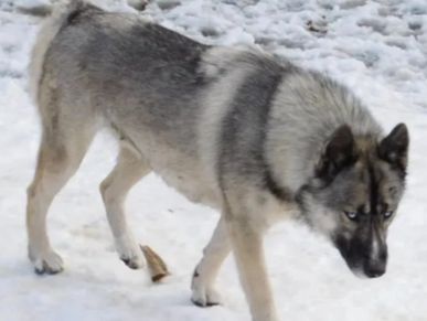 Gray and white dog walking on snow.