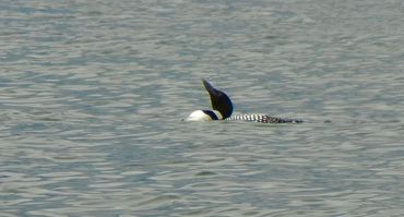 Loon preparing for display
Photo credit: Bill Jennejohn