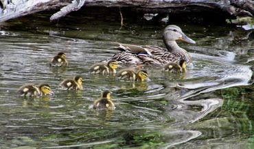 Mother Mallard and ducklings
Photo credit: Bill Jennejohn