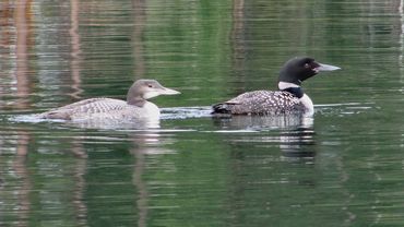 Adult Loon with juvenile
Photo credit: Bill Jennejohn