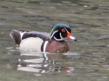 Wood Duck
Photo credit: Bill Jennejohn