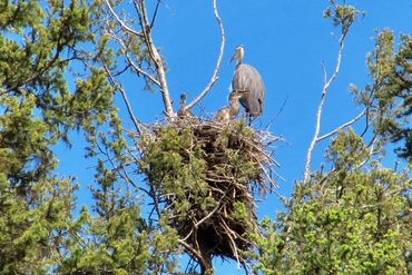 Blue Heron and chicks in their nest
Photo credit: Bill Jennejohn
