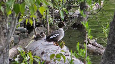 Female Golden Eye with duckling
Photo credit: Bill Jennejohn