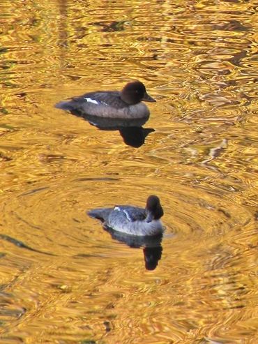 Two female Golden Eye's at sunset
Photo credit: Bill Jennejohn