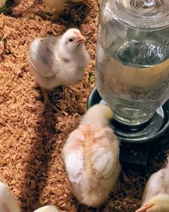 Live chicken. Baby Chicks. Brooder. Humane. Organic. Happy chicks. Happy chickens. Gluten Free.