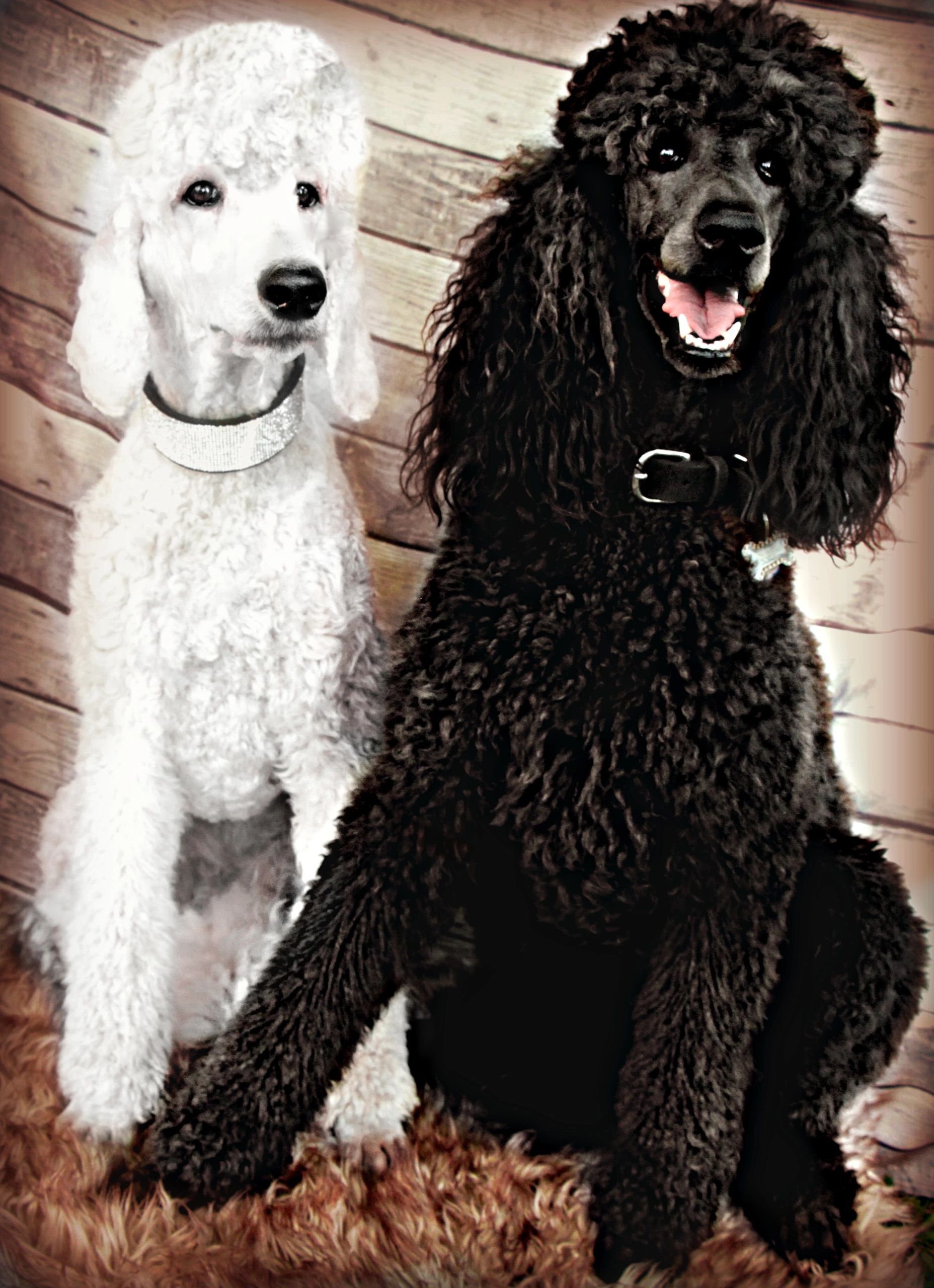 Gallery Double a Standard Poodles