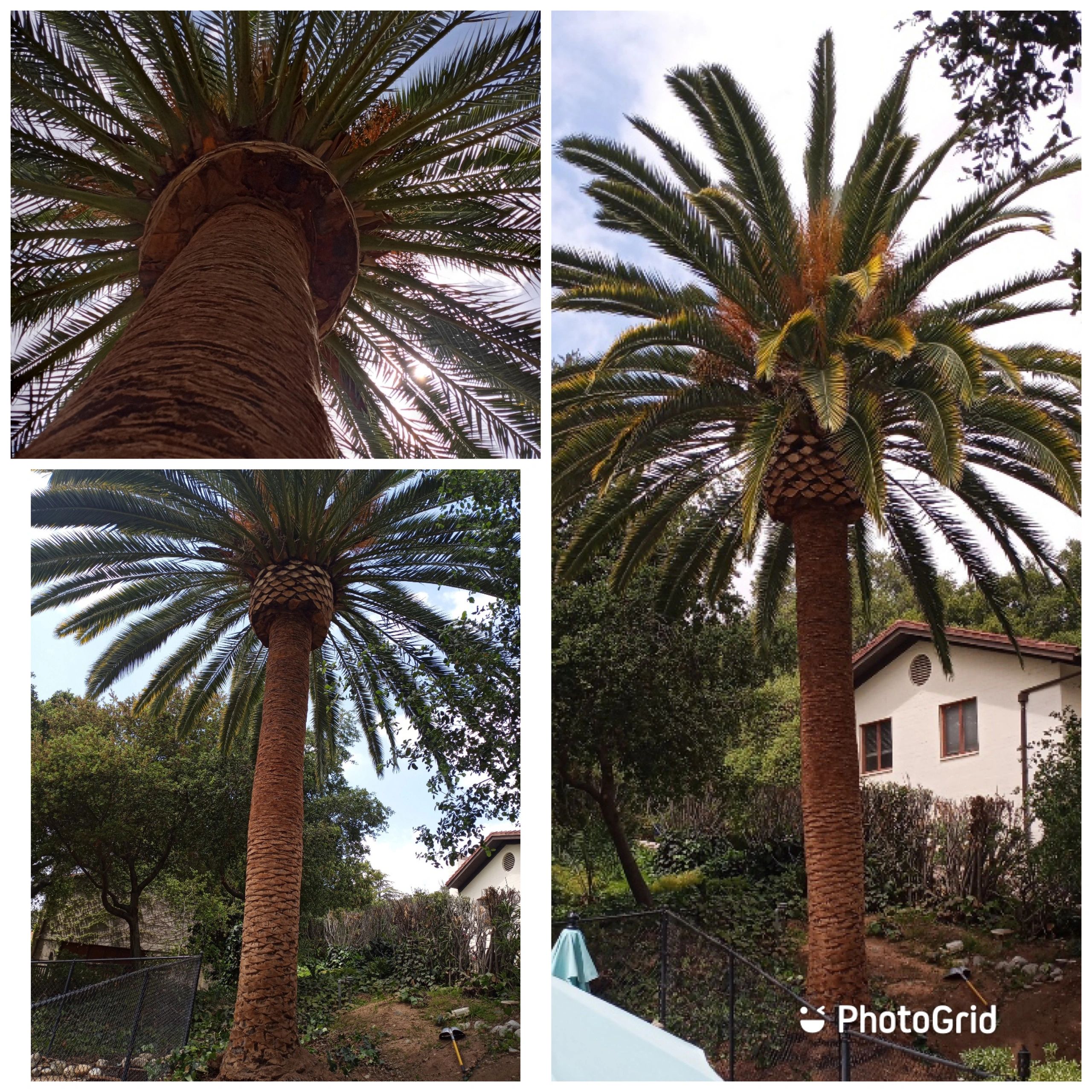 Tall palm tree with a wide canopy in a garden near a house.