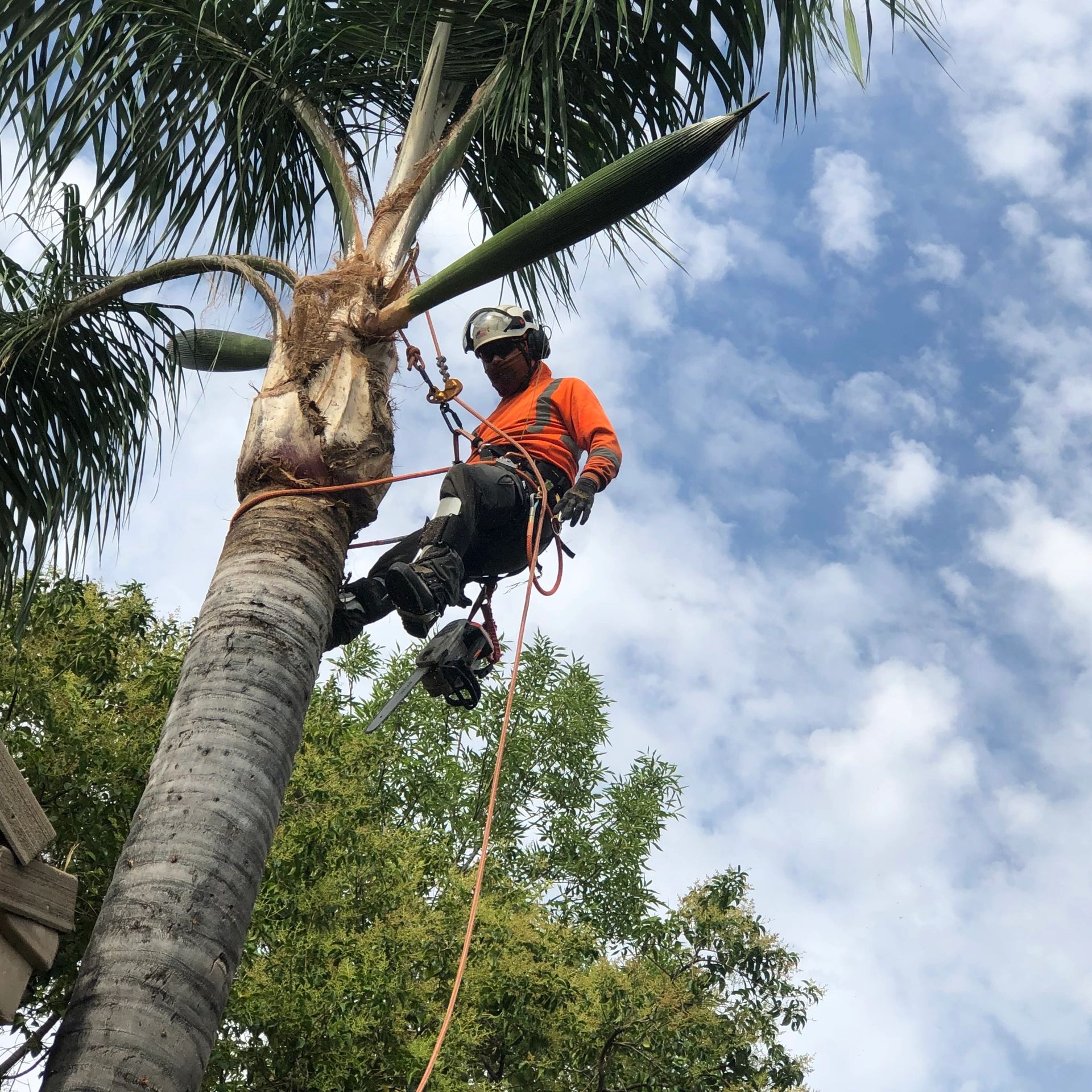 A worker in safety gear climbs a palm tree with a chainsaw.