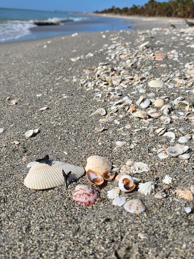 shells and sharks teeth on the beack