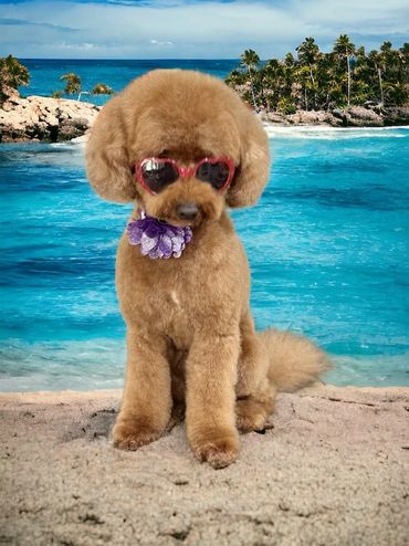 Lucy, freshly groomed and ready strut the beach.