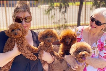 Gus Gus (formally Tiny Teddy), Georgie (formally fatty boomba) Freddy with a show cut and Lucy.