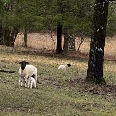 Sheep and lambs grazing in a grassy, wooded area.
