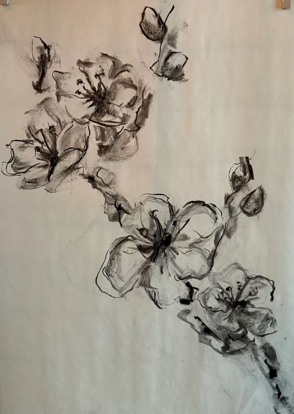 "Cherry Blossoms, III" 2025
Materials: Charcoal on Newsprint
Available