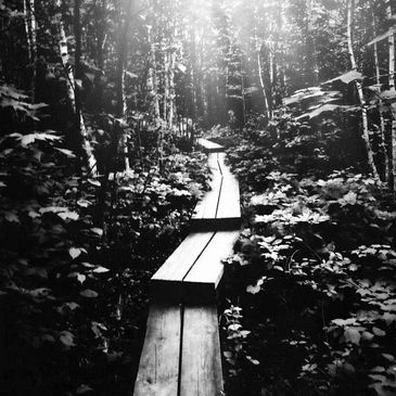 A wooden pathway leads through a dense forest with bright sunlight.