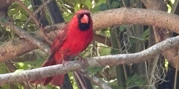 A bright red northern cardinal perched on a tree branch.