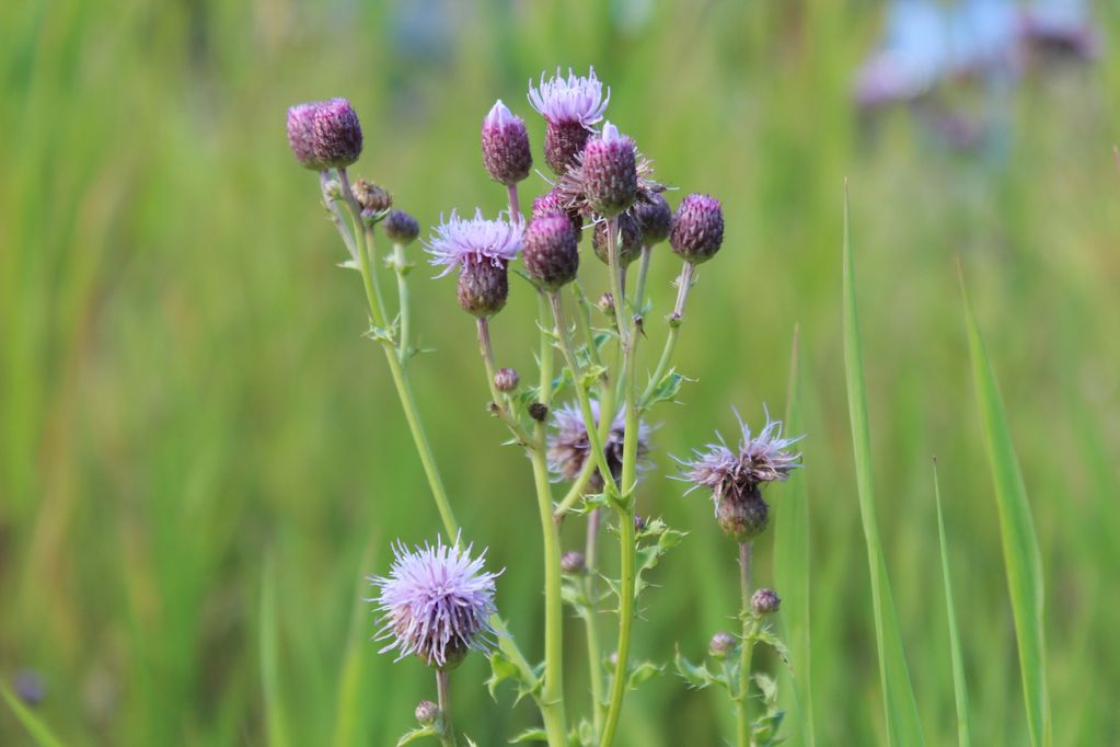 CANADA THISTLE
(Cirsium Arvense)