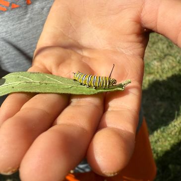 A Monarch caterpillar on Pink Swamp Milkweek