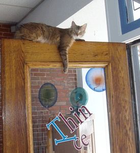 The original Thin Ice cat, Atticus (Atti) was born in a barn in Elma, NY in November of 2006.