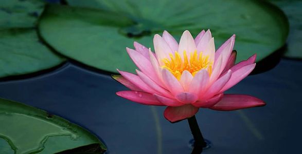 Lotus flower representing Chakras