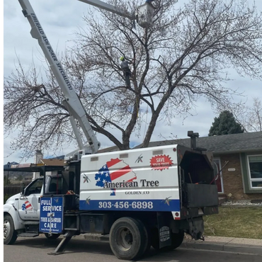 Tree care professionals trimming a large tree using a bucket truck.