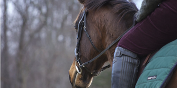 Many horses are ridden year round, regardless of the weather.
