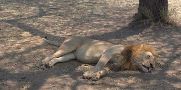 Lion under a tree - taken by Tanya Blehm