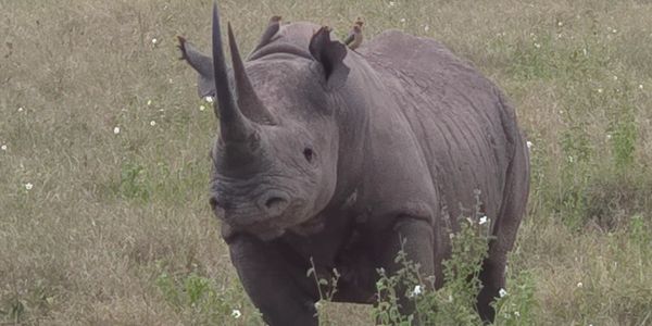 Black Rhino in Kenya - Taken by Tanya Blehm