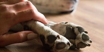 A woman is holding the paw of her dog.