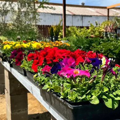 Colorful flowers arranged in trays at a nursery.