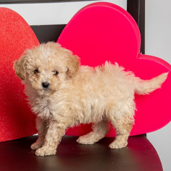 Toy Poodle Remington standing on a black chair with red hearts.