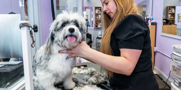 Virginia dog grooming school