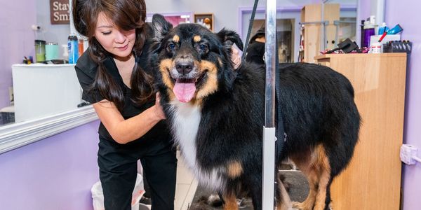 Virginia dog grooming school