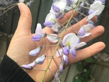 Focus on the beauty in every moment with embodiment coaching with Wajan Hale counsellor and embodime