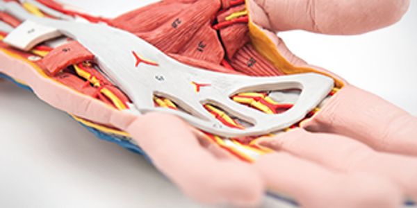 anatomical models in Lebanon