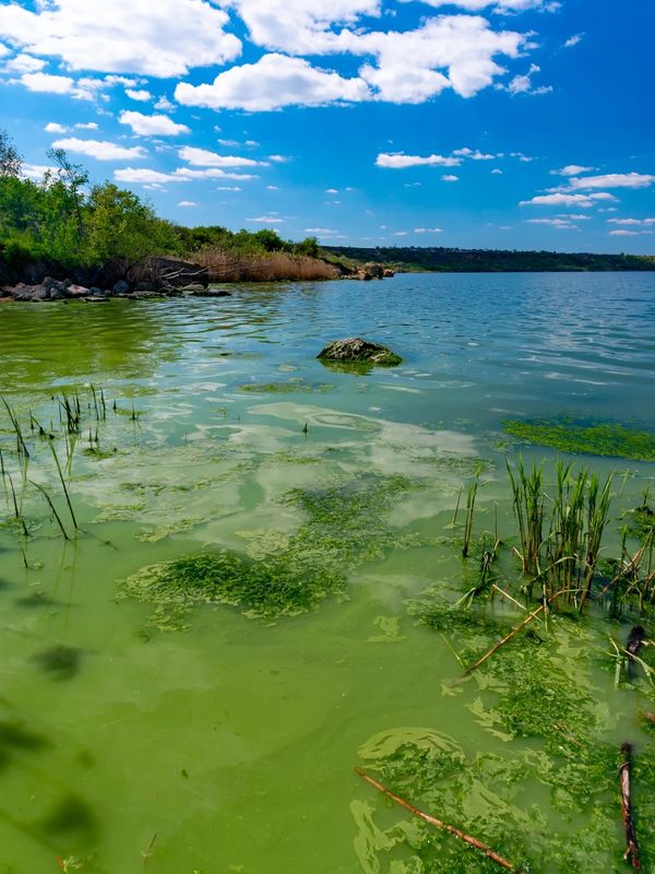 harmful algal blooms and aquatic toxins in lake environments.