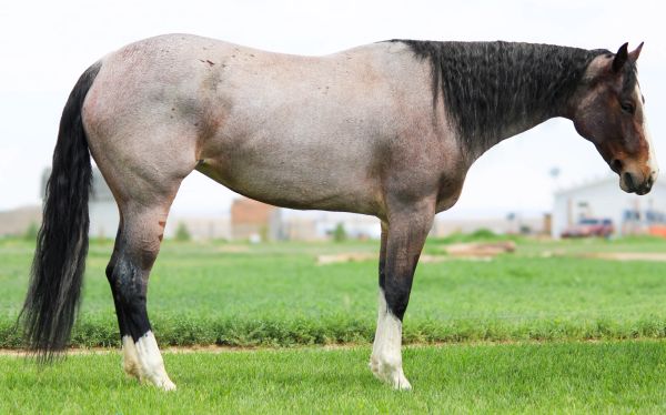 Side view of a horse standing on grass.