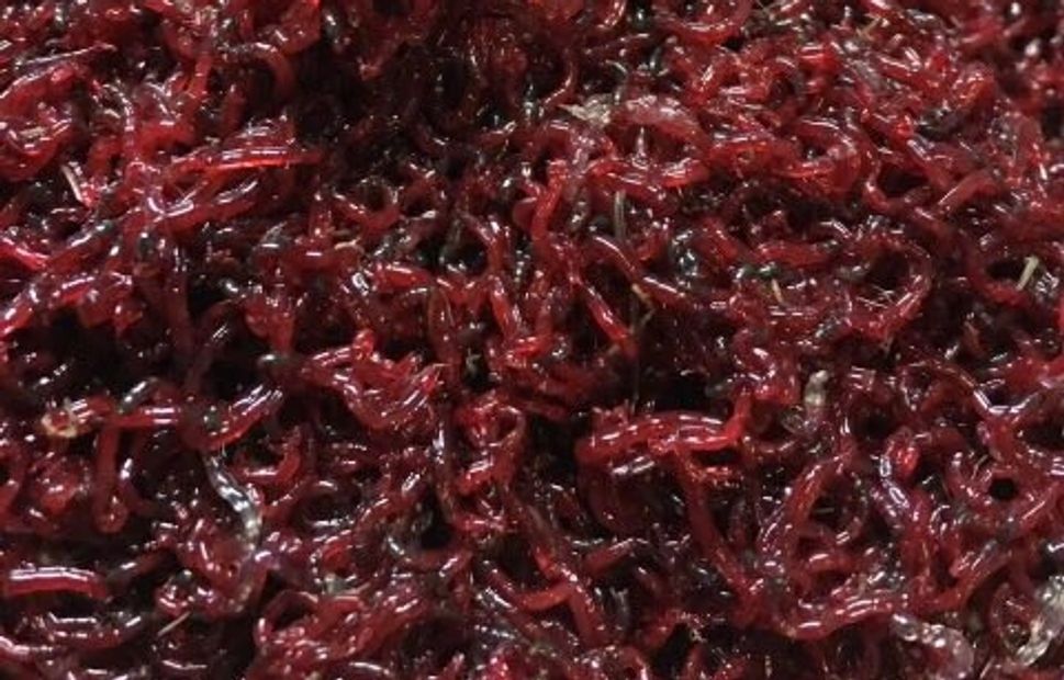 кормовой мотыль