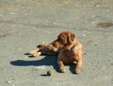 Alberni Dog Kennel and Daycare