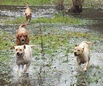 Alberni Dog Kennel and Daycare