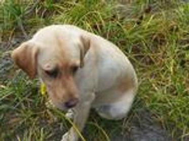 Alberni Dog Kennel and Daycare