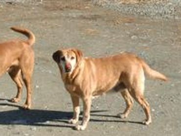 Alberni Dog Kennel and Daycare