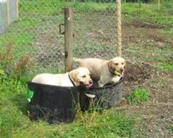 Alberni Dog Kennel and Daycare