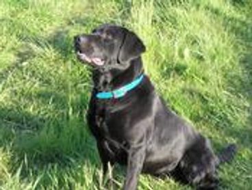 Alberni Dog Kennel and Daycare