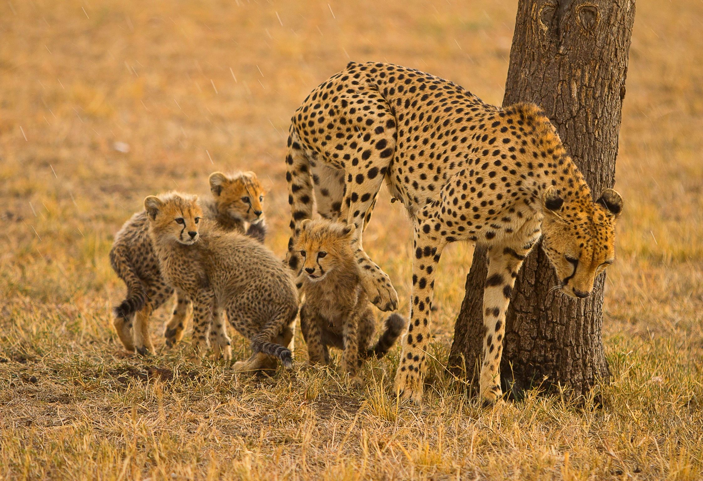 Mom getting the cubs up and out of the rain