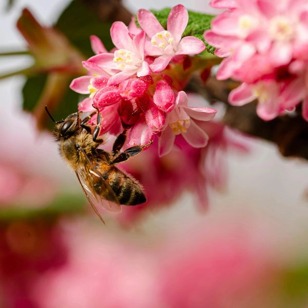 Bee on a pink flower