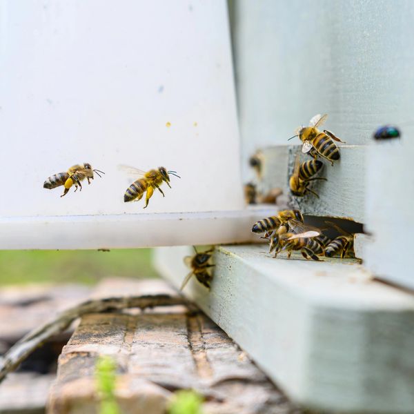 Bees