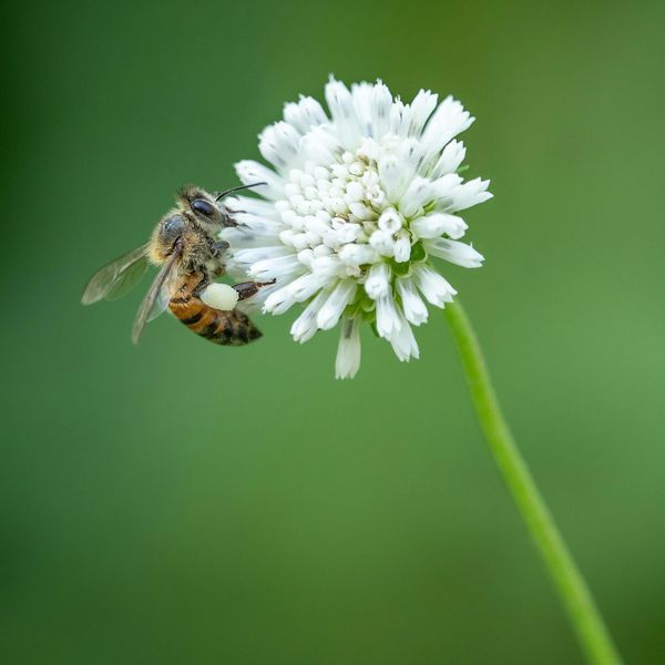 Bee on a white flower