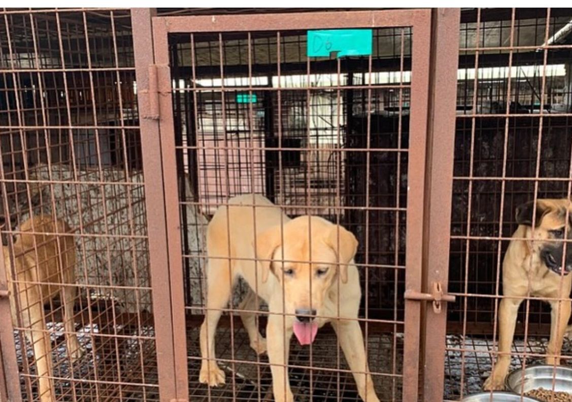 Dogs inside metal cages.